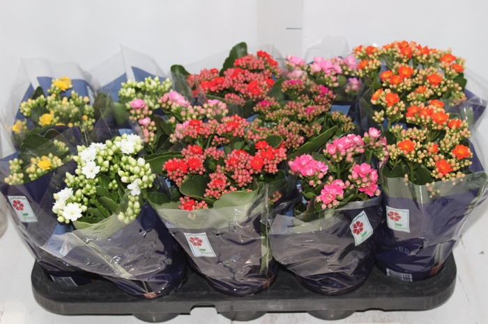 <h4>KALANCHOE DOBRADO P11</h4>