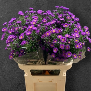 AST PURPLE MONARCH