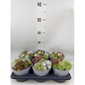 Sempervivum   ...