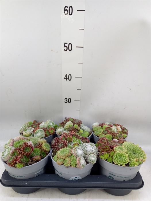 <h4>Sempervivum   ...</h4>
