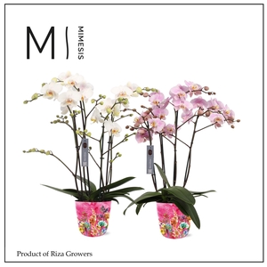 Phalaenopsis Marvellous Mix 50+ – 17cm in Jess Fiesta Fuchsia | Mimesis