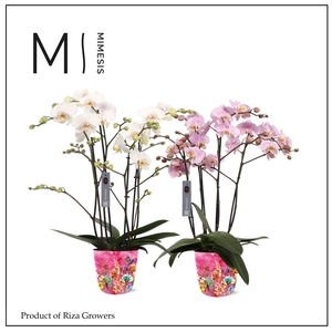 Phalaenopsis Marvellous Mix 50+ – 17cm in Jess Fiesta Fuchsia | Mimesis