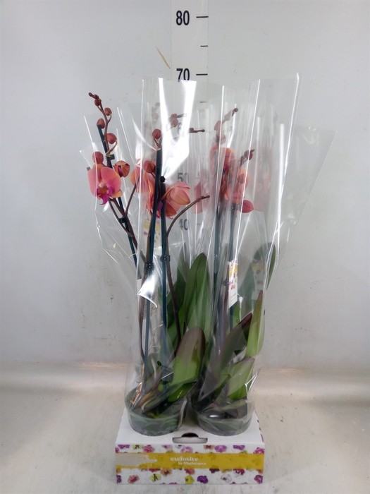 <h4>Phalaenopsis   ...orange</h4>