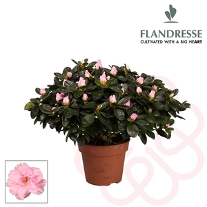 Azalea Flandresse® 'roze' 37 - 40 cm