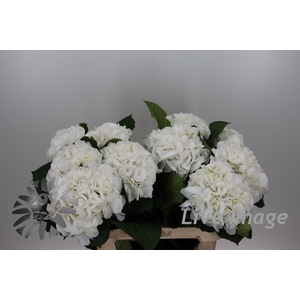 Hydrangea schneeball
