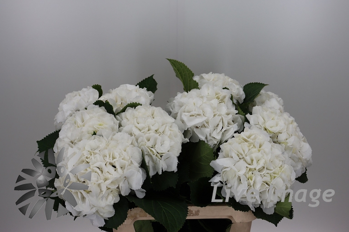 <h4>Hydrangea schneeball</h4>