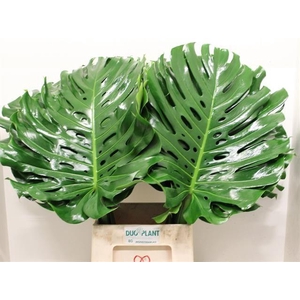 MONSTERA BLAD 65cm Ø