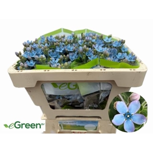 Oxypetalum Tan Pure Blue eGreen