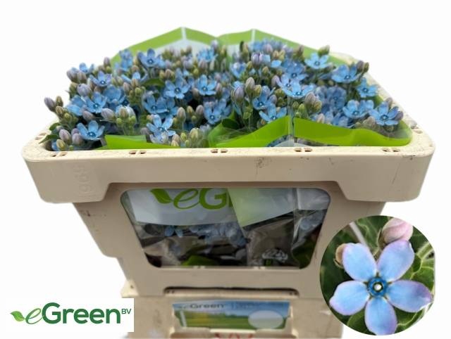 <h4>Oxypetalum Tan Pure Blue eGreen</h4>