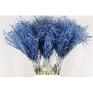 DF Miscanthus 90cm Blue