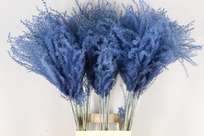 <h4>DF Miscanthus 90cm Blue</h4>