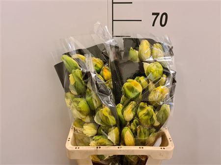 <h4>Papaver Unic Crema</h4>