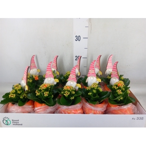 Arr.   Planten L%
