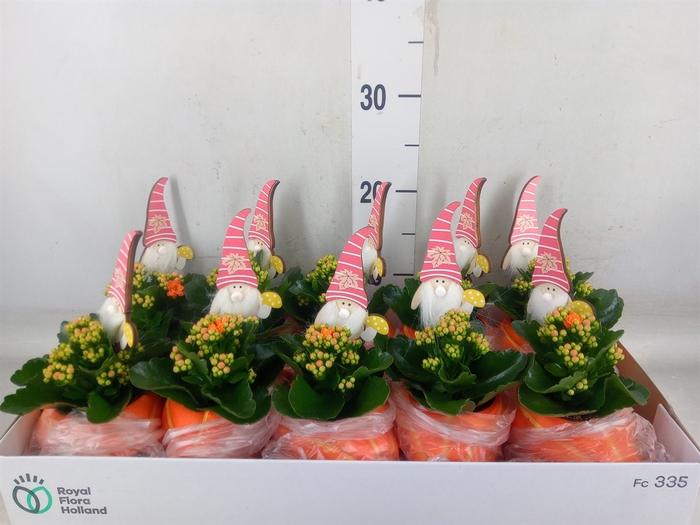 <h4>Arr.   Planten L%</h4>