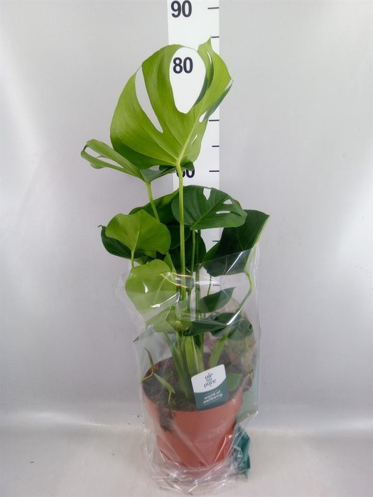 Monstera delic.