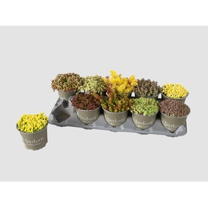 SEDUM GEM