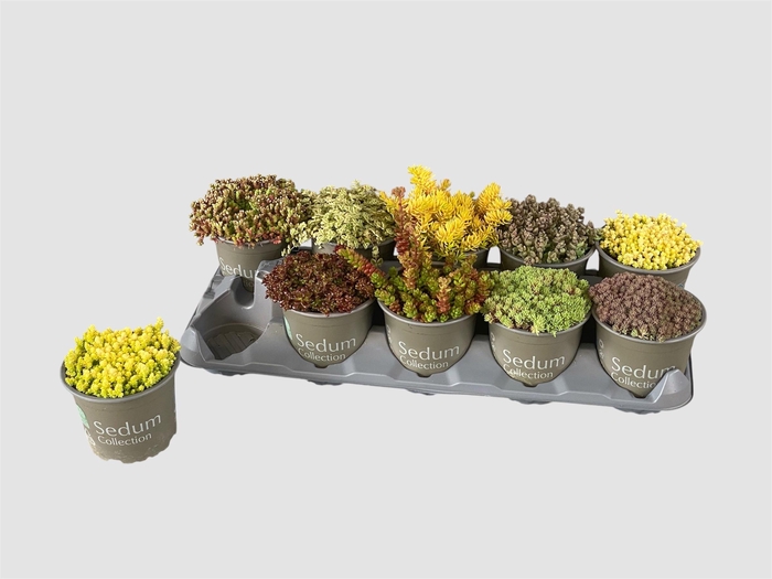<h4>SEDUM GEM</h4>
