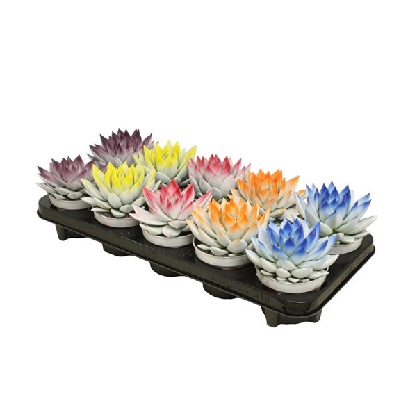 <h4>Echeveria bicoloured light-dark mix</h4>