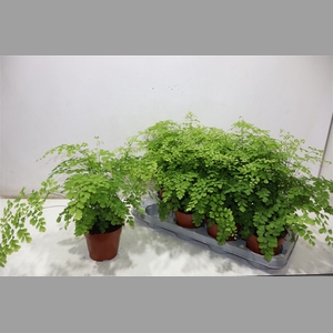 Adian Rad Fragrans