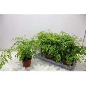 Adian Rad Fragrans
