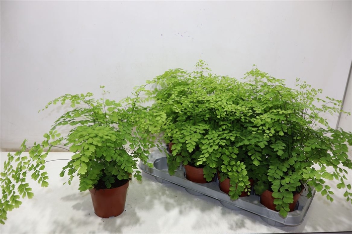 <h4>Adian Rad Fragrans</h4>