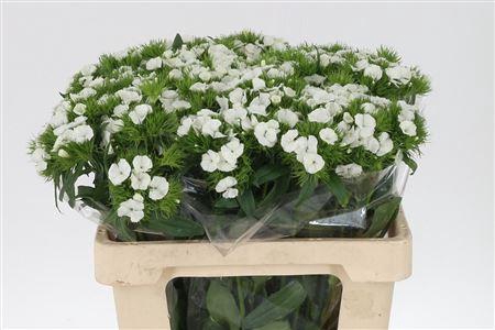 <h4>Di Barb Duke Bre</h4>