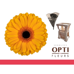 Gerbera Oaklyn Water / Hoes