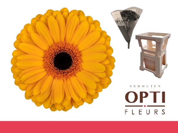 <h4>Gerbera Oaklyn Water / Hoes</h4>