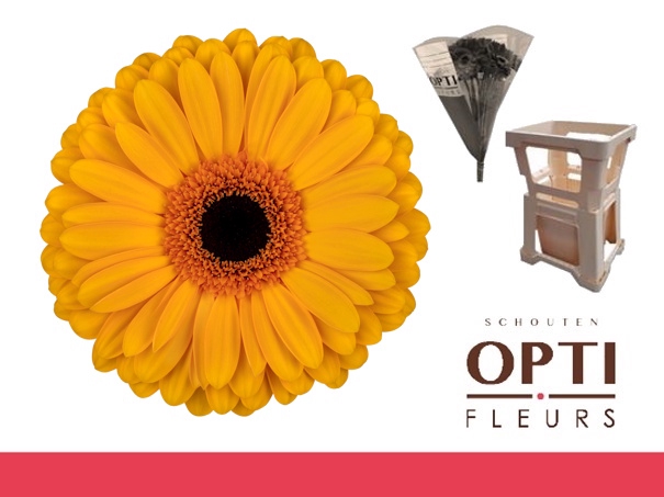 <h4>GE GR OAKLYN-Water hoes ongelijk</h4>