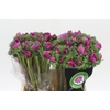 Anemone Mistral Plus Cerise