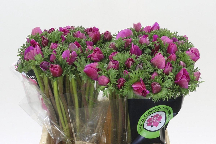 <h4>Anemone Mistral Plus Cerise</h4>