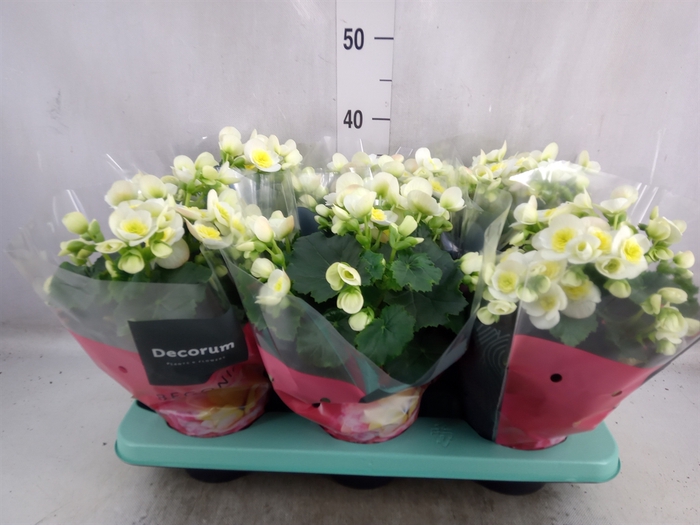 <h4>Begonia elat. HL 'Valentino White'</h4>