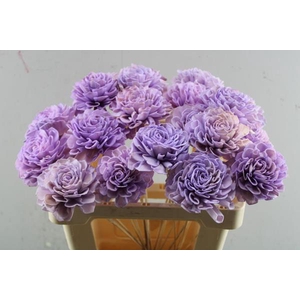 Droog Dahlia Lavendel 10cm