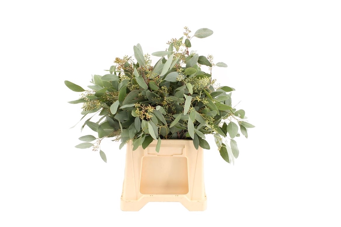 <h4>Euca Populus Bes Kort (x20)</h4>