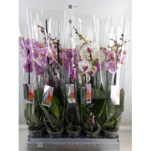 Phalaenopsis   ...mix  8