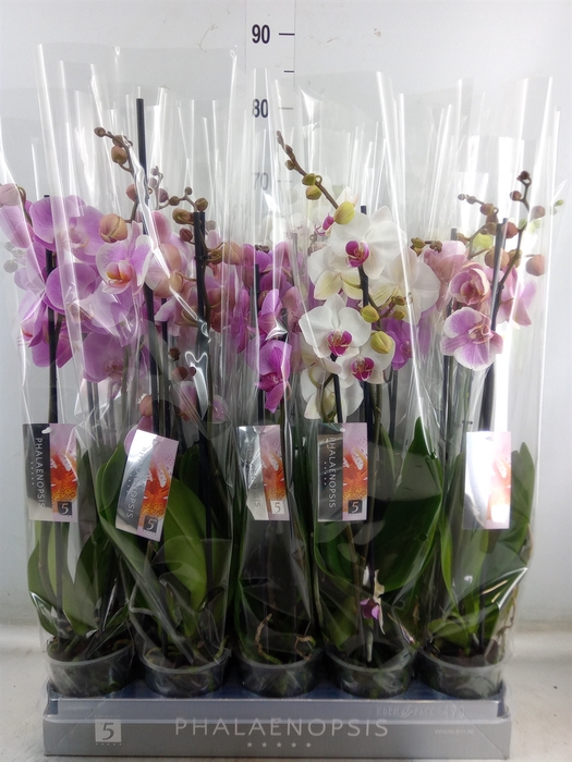 <h4>Phalaenopsis   ...mix  8</h4>