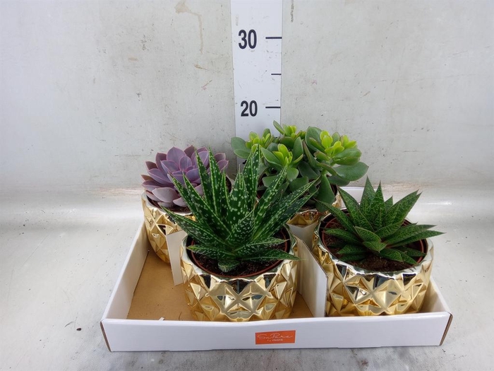 <h4>Succulents   ...mix 4</h4>