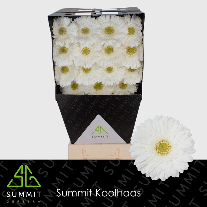 <h4>Gerbera Abe Diamond</h4>