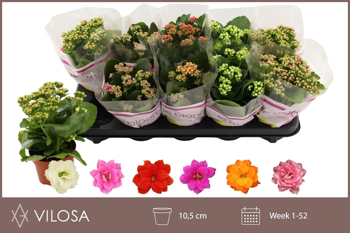 <h4>KAL GE GEM 6 KL</h4>