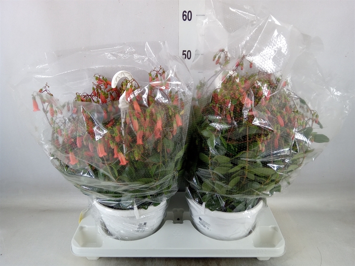 <h4>Kalanchoe HG 'Mariko'</h4>