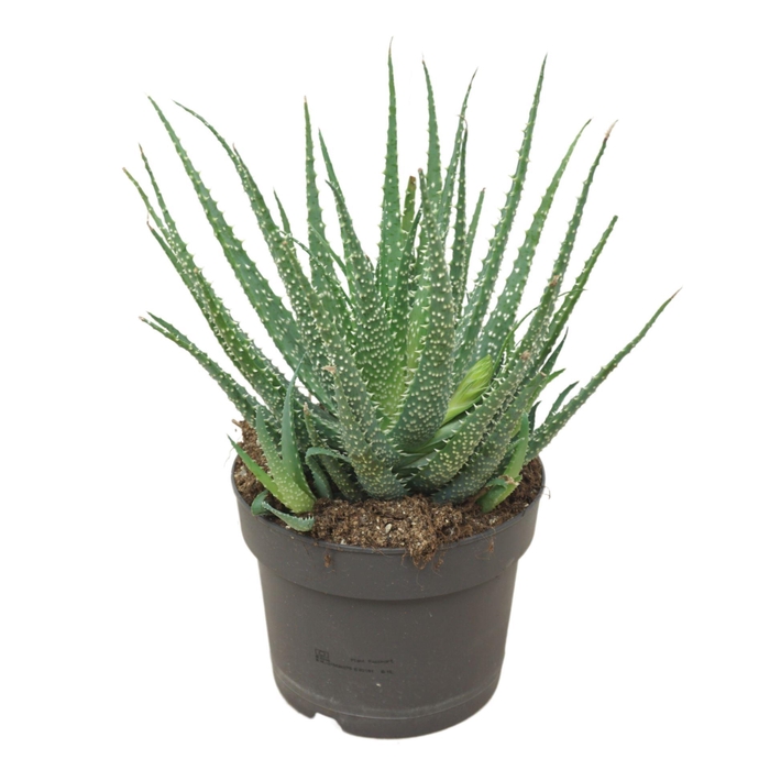 <h4>ALOE HUMILIS</h4>