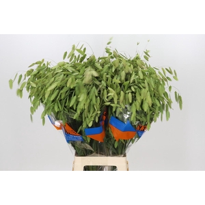 Chasmanthium Green