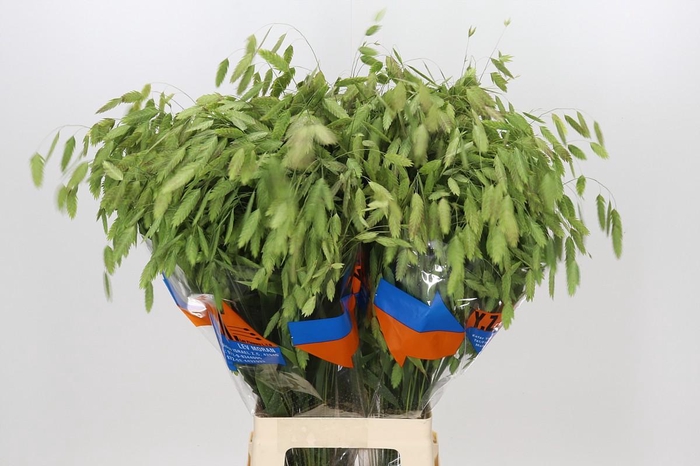 <h4>Chasmanthium Green</h4>