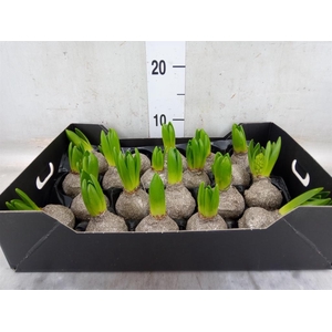 Hyacinthus orie.   ...waxed H%