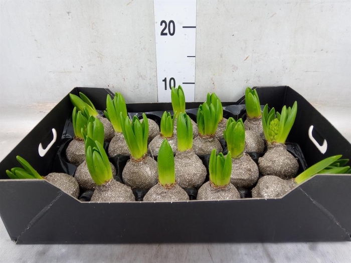 <h4>Hyacinthus orie.   ...waxed H%</h4>