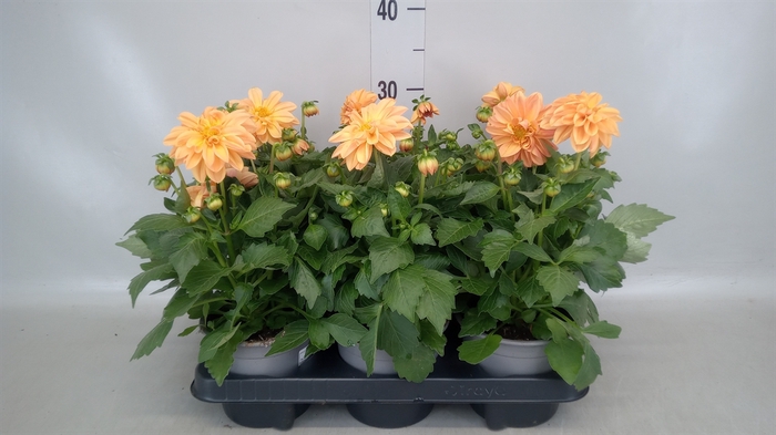 <h4>Dahlia   ...</h4>