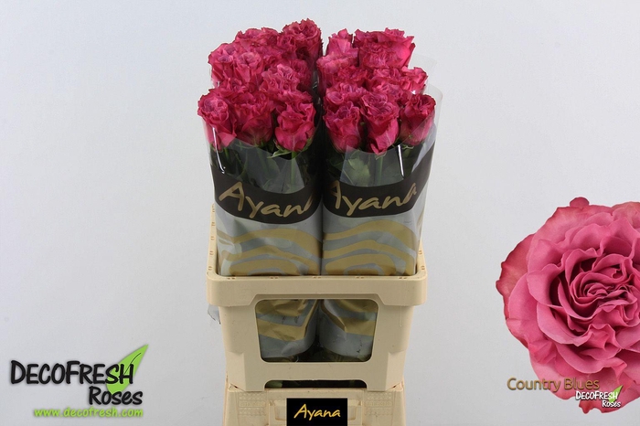 <h4>R Gr Country Blues</h4>