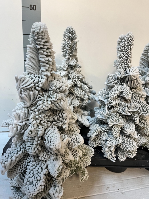 <h4>Deco Sneeuw Parafine H%</h4>