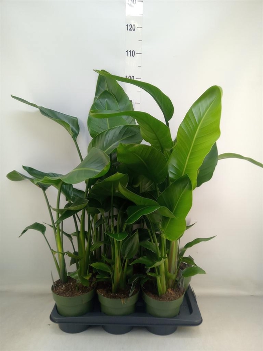 <h4>Strelitzia nicolai</h4>