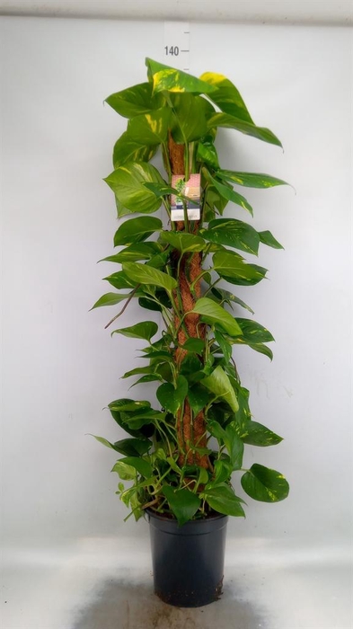 <h4>Epipremnum pinn.   ...moss stick</h4>